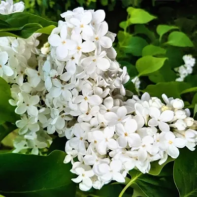 Сирень МАЛЕНЬКИЙ ПРИНЦ  Сирень МАЛЕНЬКИЙ ПРИНЦ в Вологде