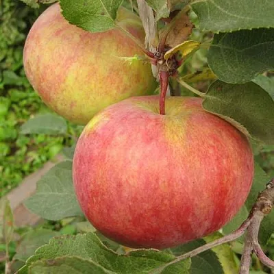 Яблоня ПЕРВОУРАЛЬСКОЕ  Яблоня ПЕРВОУРАЛЬСКОЕ в Вологде