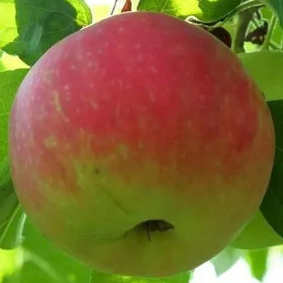 Яблоня УТРО  Яблоня УТРО в Вологде