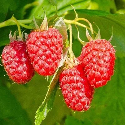 Малина ИЗОБИЛЬНАЯ  Малина ИЗОБИЛЬНАЯ в Вологде