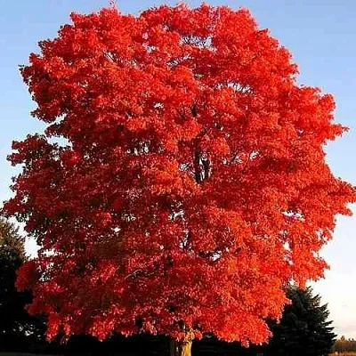 Дуб красный   Дуб красный  в Вологде