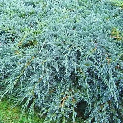 Можжевельник БЛЮ КАРПЕТ чешуйчатый  Можжевельник БЛЮ КАРПЕТ чешуйчатый в Вологде
