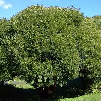 Ива ломкая   Ива ломкая  в Вологде