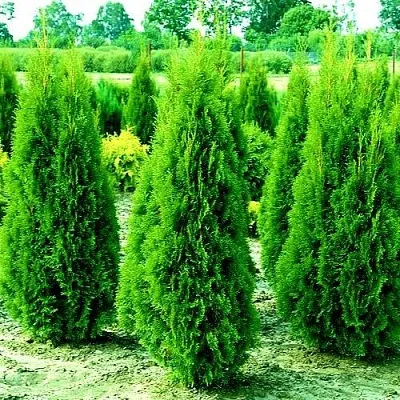 Туя ВИДМАНТ западная в Вологде