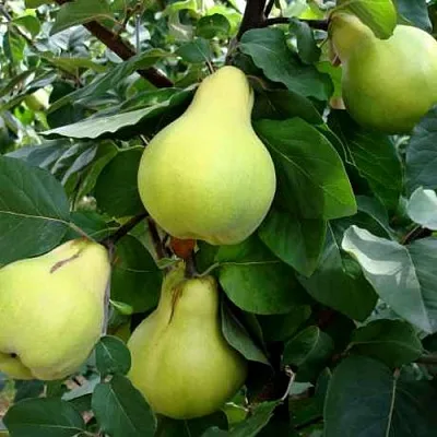 саженцы айвы саженцы айвы