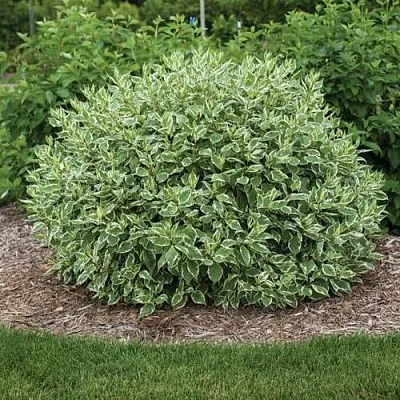 Дерен ЭЛЕГАНТИССИМА белый  Дерен ЭЛЕГАНТИССИМА белый в Вологде