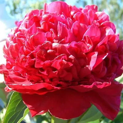 Пион ИНСПЕКТОР ЛАВЕРН травянистый в Вологде