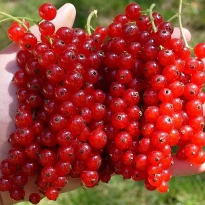 Смородина красная РЕД ПУЛ в Вологде