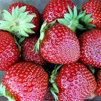 Клубника МАЛЬВИНА  Клубника МАЛЬВИНА в Вологде