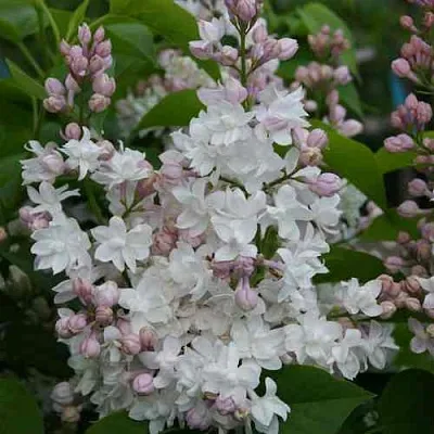 Сирень КРАСАВИЦА МОСКВЫ  Сирень КРАСАВИЦА МОСКВЫ в Вологде