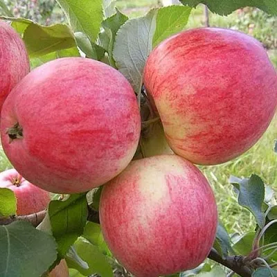 Саженцы яблони Мелба Саженцы яблони Мелба