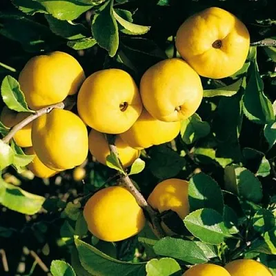 Айва ЦЕЗАРЬ  Айва ЦЕЗАРЬ в Вологде