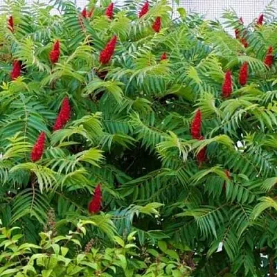 Сумах  Сумах в Вологде