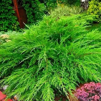 Можжевельник МИНТ ДЖУЛЕП средний  Можжевельник средний Mint Julep (МИНТ ДЖУЛЕП) в Вологде