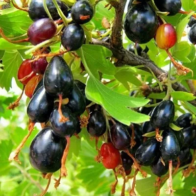 Смородина золотистая БОКАЛИНСКАЯ в Вологде