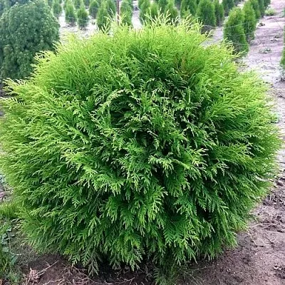 Туя ЛИТЛ ЧЕМПИОН западная в Вологде