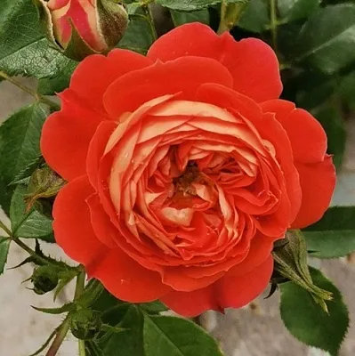 Саженцы роз СТАРЛЕТ РОУЗ КАРМЕН плетистая  Саженцы роз СТАРЛЕТ РОУЗ КАРМЕН плетистая в Вологде