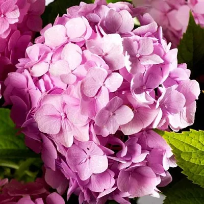 Гортензия БУКЕТ РОУЗ крупнолистная  Гортензия БУКЕТ РОУЗ крупнолистная в Вологде