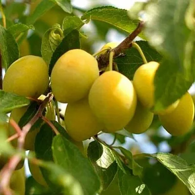 Слива ОЧАКОВСКАЯ ЖЕЛТАЯ  Слива ОЧАКОВСКАЯ ЖЕЛТАЯ в Вологде