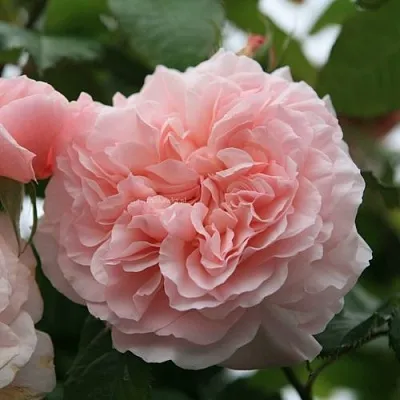 Саженцы роз РОЗ ДЕ ТОЛБИАК плетистая  Саженцы роз РОЗ ДЕ ТОЛБИАК плетистая в Вологде