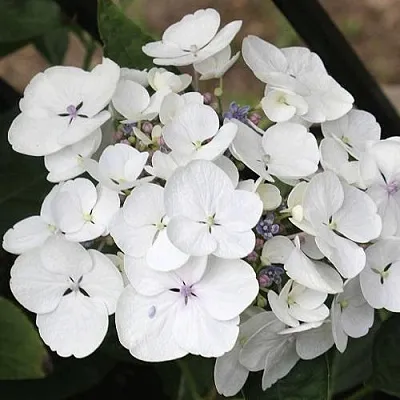 Гортензия ЛИБЕЛЛЕ крупнолистная в Вологде