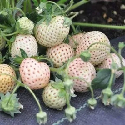 Клубника АНАНАСА ремонтантная в Вологде