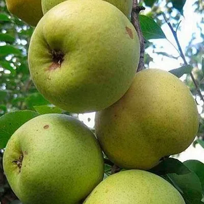 Груша РОГНЕДА в Вологде