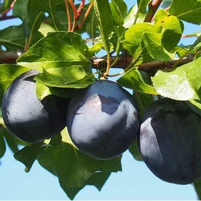 Слива ВОЛАТ  Слива ВОЛАТ в Вологде
