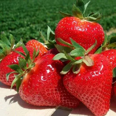 Клубника ДЖОЛИ  Клубника ДЖОЛИ в Вологде