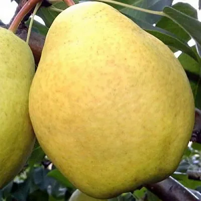 Груша ОСЕННИЙ ВЕЛИКАН в Вологде