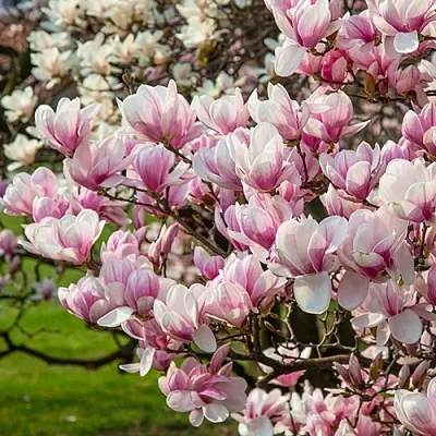 Магнолия  Магнолия в Вологде