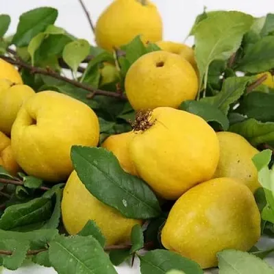 Айва ЯПОНСКАЯ  Айва ЯПОНСКАЯ в Вологде