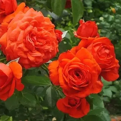 Саженцы роз МАЙНТАУЭР плетистая  Саженцы роз МАЙНТАУЭР плетистая в Вологде