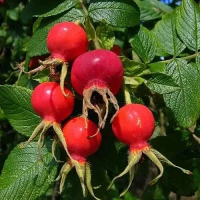 Шиповник ВИТАМИННЫЙ ВНИВИ  Шиповник ВИТАМИННЫЙ ВНИВИ в Вологде