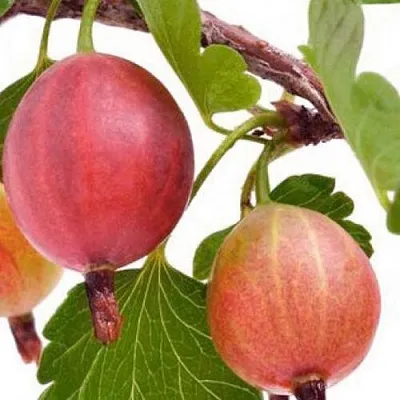 Крыжовник ЯРКИЙ  Крыжовник ЯРКИЙ в Вологде