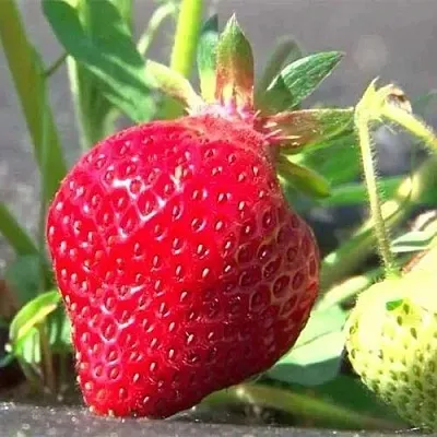 Клубника ХОНЕЙ  Клубника ХОНЕЙ в Вологде