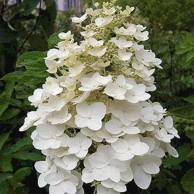 Гортензия КИУШУ метельчатая в Вологде