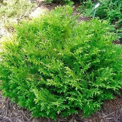 Туевик НАНА долотовидный   Туевик НАНА долотовидный  в Вологде