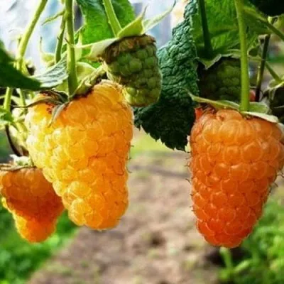 Малина ОРАНЖЕВОЕ ЧУДО  Малина ОРАНЖЕВОЕ ЧУДО в Вологде