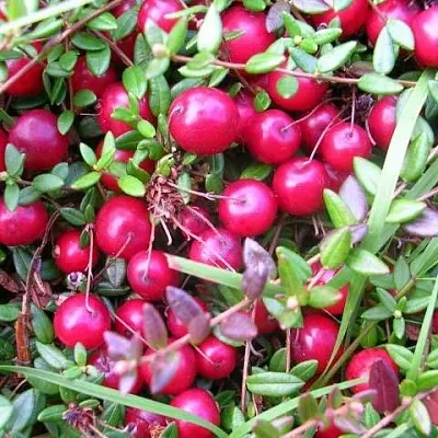 Клюква ПИЛИГРИМ в Вологде