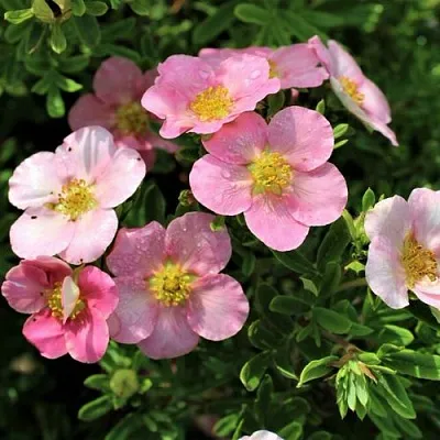 Лапчатка ЛАВЛИ ПИНК кустарниковая в Вологде