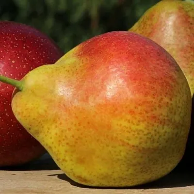 Груша ТАТЬЯНА в Вологде