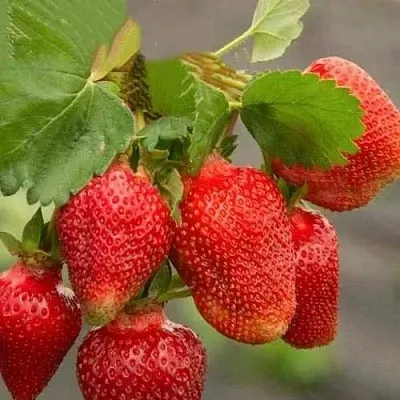 Клубника АЗИЯ  Клубника АЗИЯ в Вологде