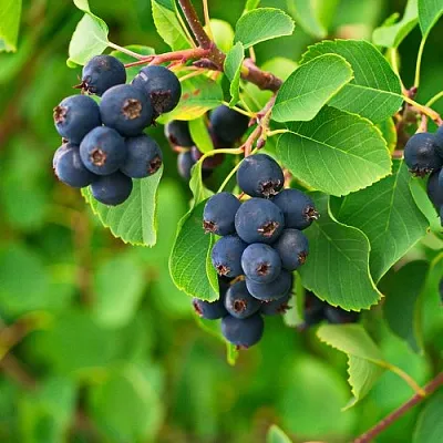 Ирга КОЛОСИСТАЯ  Ирга КОЛОСИСТАЯ в Вологде