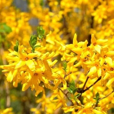 Форзиция  Форзиция в Вологде