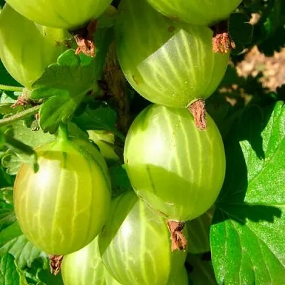 Крыжовник МАЛАХИТ  Крыжовник МАЛАХИТ в Вологде