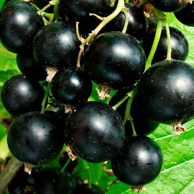 Чёрная в Вологде