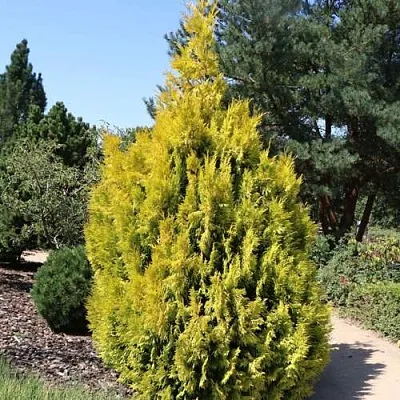 Туя СТОУНХАМ ГОЛД складчатая  Туя СТОУНХАМ ГОЛД складчатая в Вологде