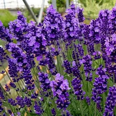 Лаванда ХИДКОТ БЛЮ узколистная в Вологде