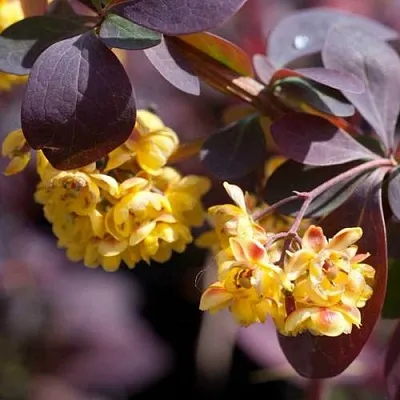 Барбарис  Барбарис в Вологде